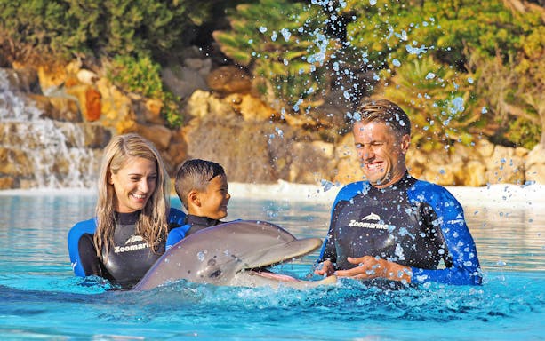 Visitors interacting with a dolphin at Zoomarine's Dolphin Emotions Experience.