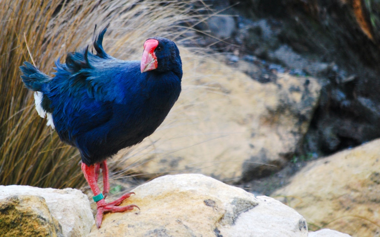 Takahe bird standing on rocks in a natural habitat.