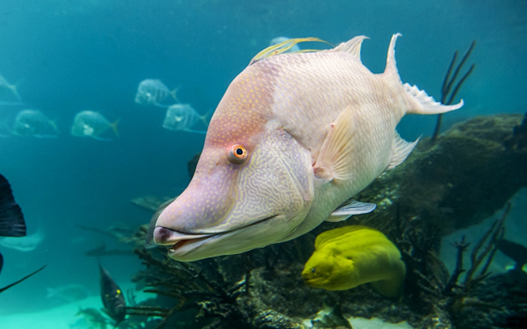 Colorful fish swimming in a tank at New York Aquarium.