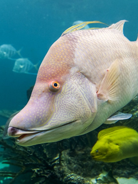 Colorful fish swimming in a tank at New York Aquarium.