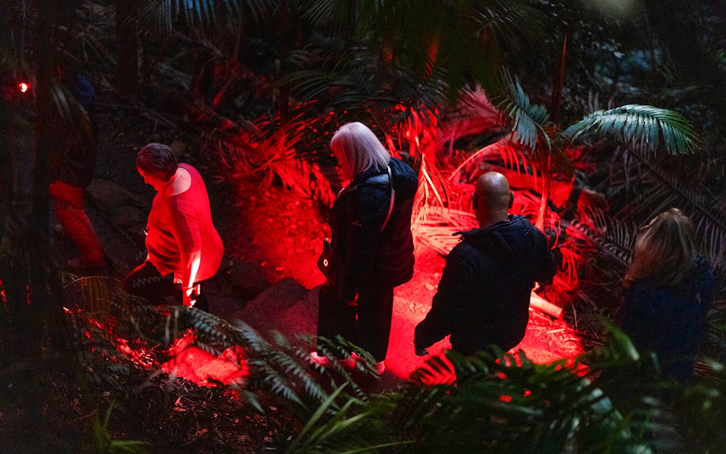 Visitors exploring rainforest path under red light during glow worm tour.