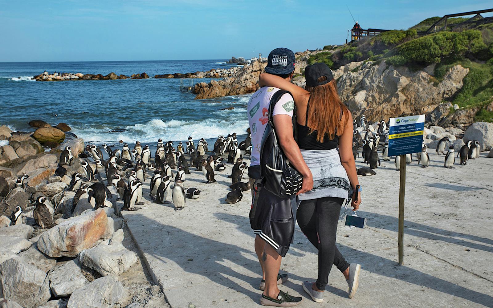 Couple observing penguins at Boulders Beach colony, Cape Town.