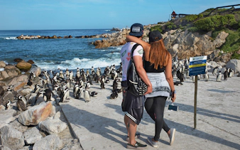 Couple observing penguins at Boulders Beach colony, Cape Town.