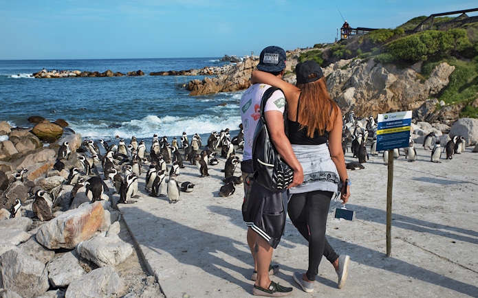 Couple observing penguins at Boulders Beach colony, Cape Town.