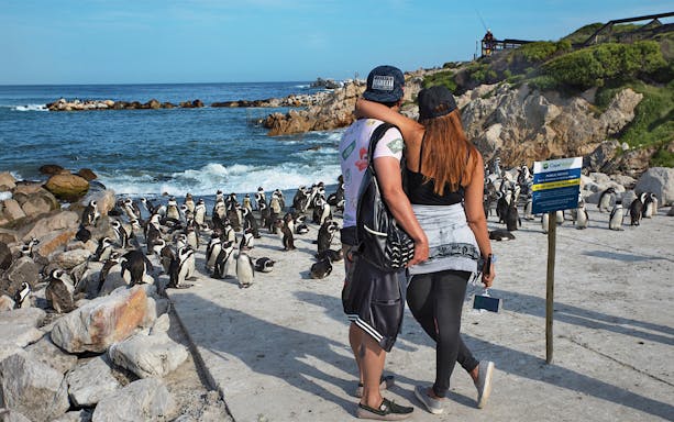 Couple observing penguins at Boulders Beach colony, Cape Town.