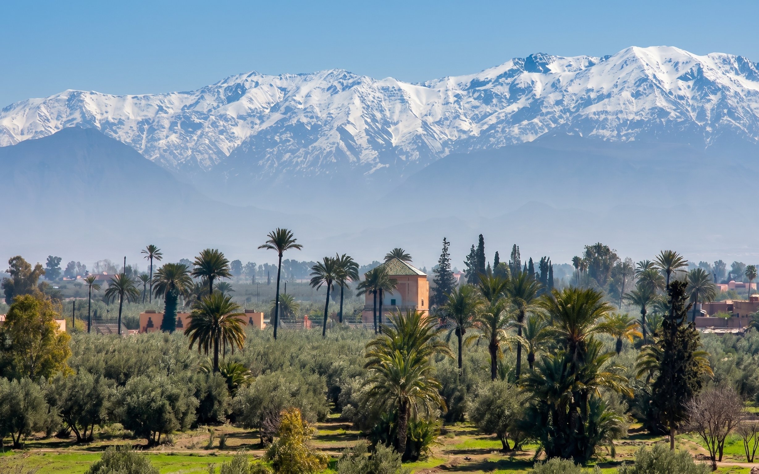Palm trees and distant Atlas Mountains in Marrakech palm grove.