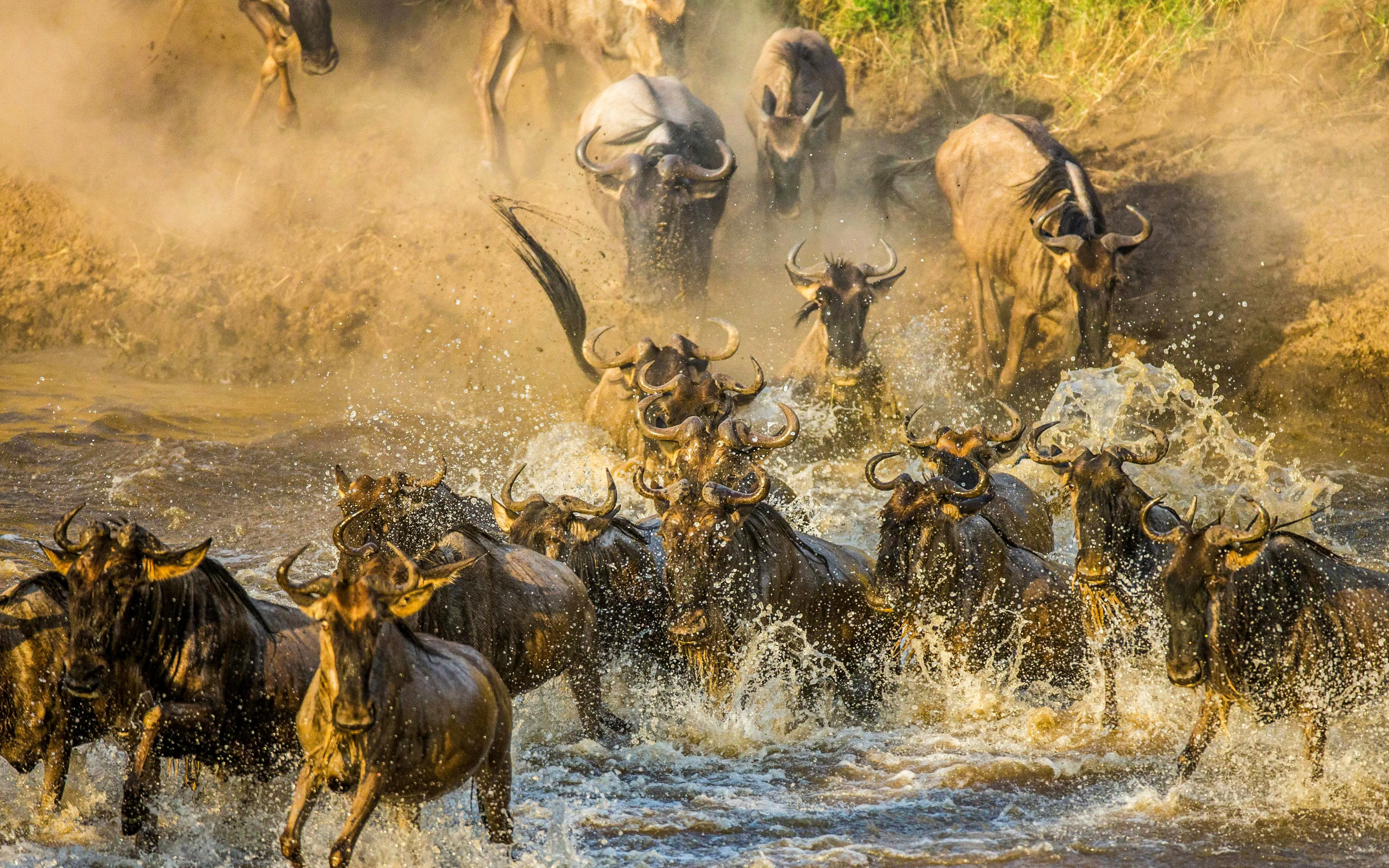 Wildebeests crossing the Mara River in Maasai Mara National Park during migration.