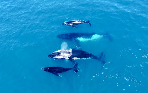 Humpback whale pod swimming in blue ocean water.