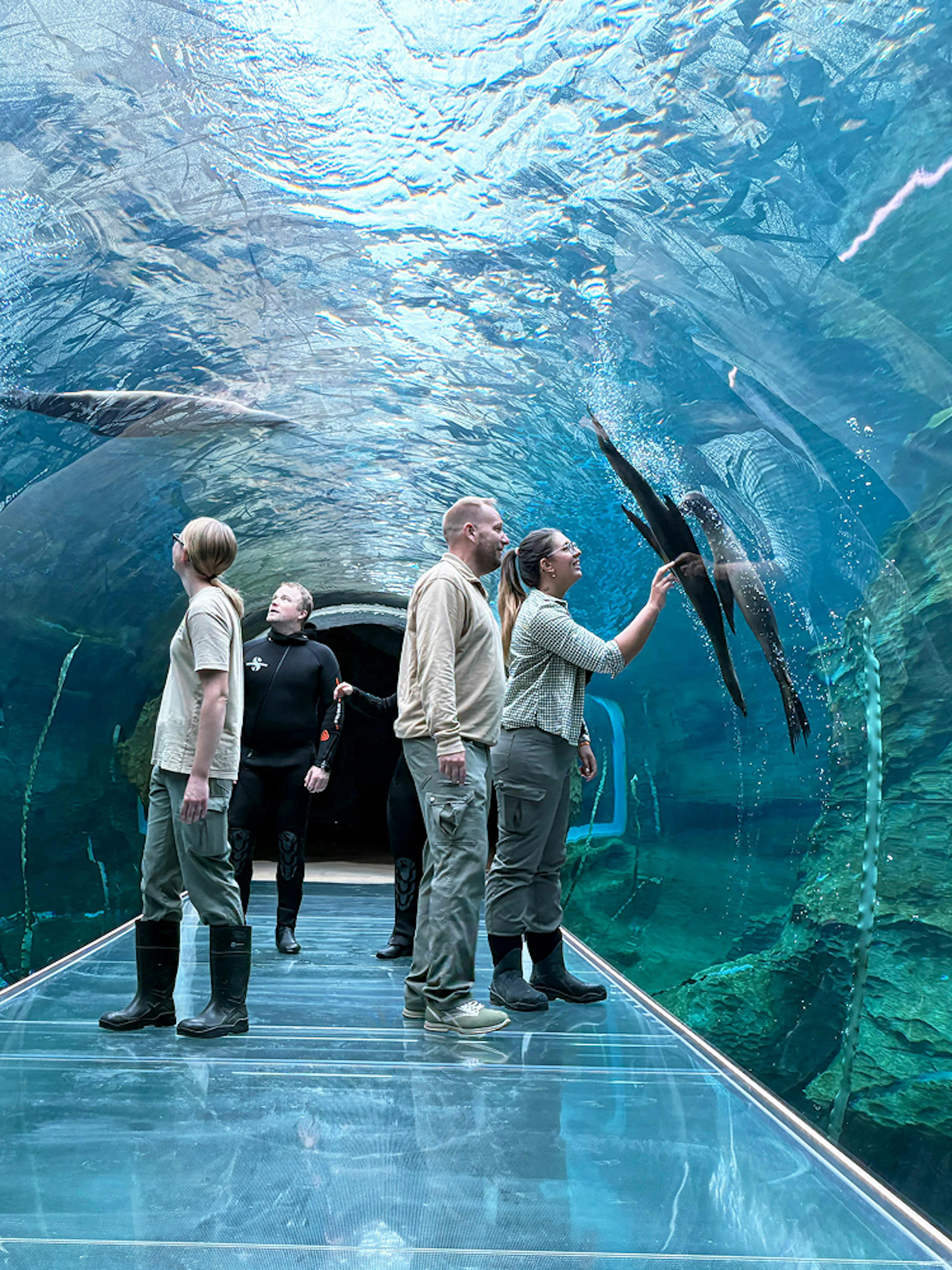 Guests walking through an underwater tunnel at Zoo Leipzig, observing marine life.