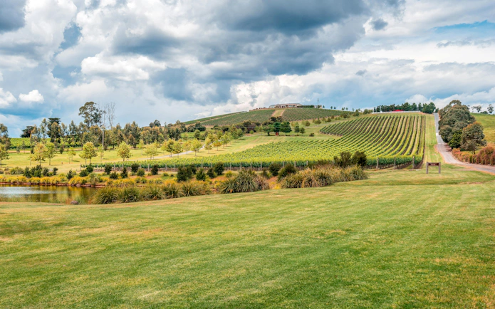 Vineyards and rolling hills at Yarra Valley Winery, Australia.