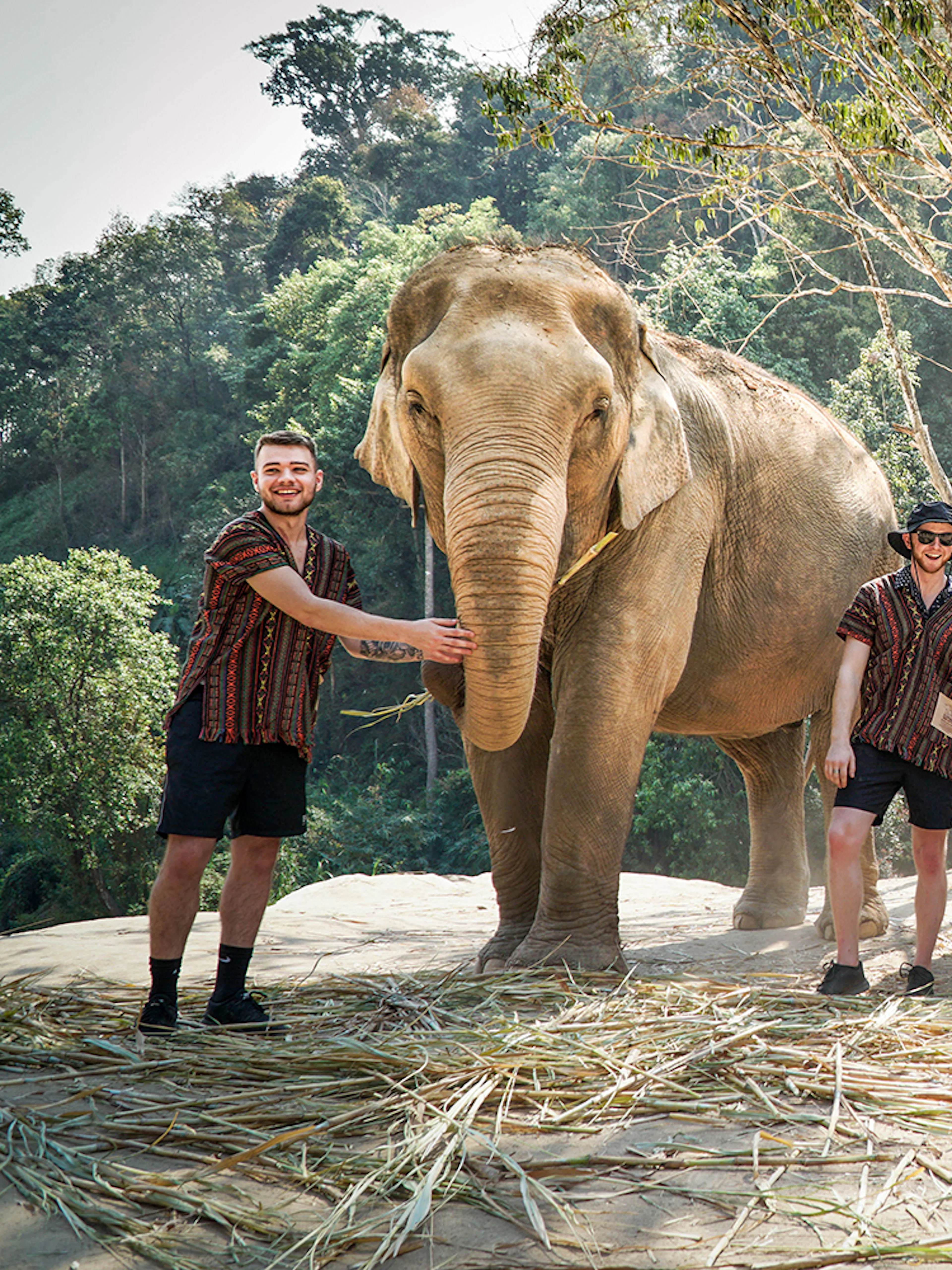 Tourists with elephants at Elephant Jungle Sanctuary, surrounded by forest.