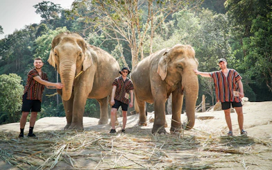 Tourists with elephants at Elephant Jungle Sanctuary, surrounded by forest.