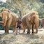 Learning about elephants and their care