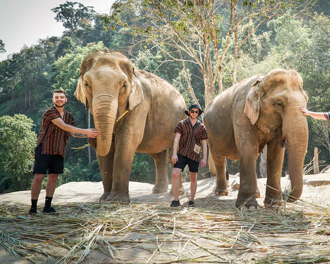 Chiang Mai: Elephant Jungle Sanctuary and Mama Noi Thai Cooking Class Full Day Tour with Hotel Transfers