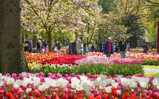 Visitors walking among colorful tulip beds inside Keukenhof Gardens, Amsterdam.