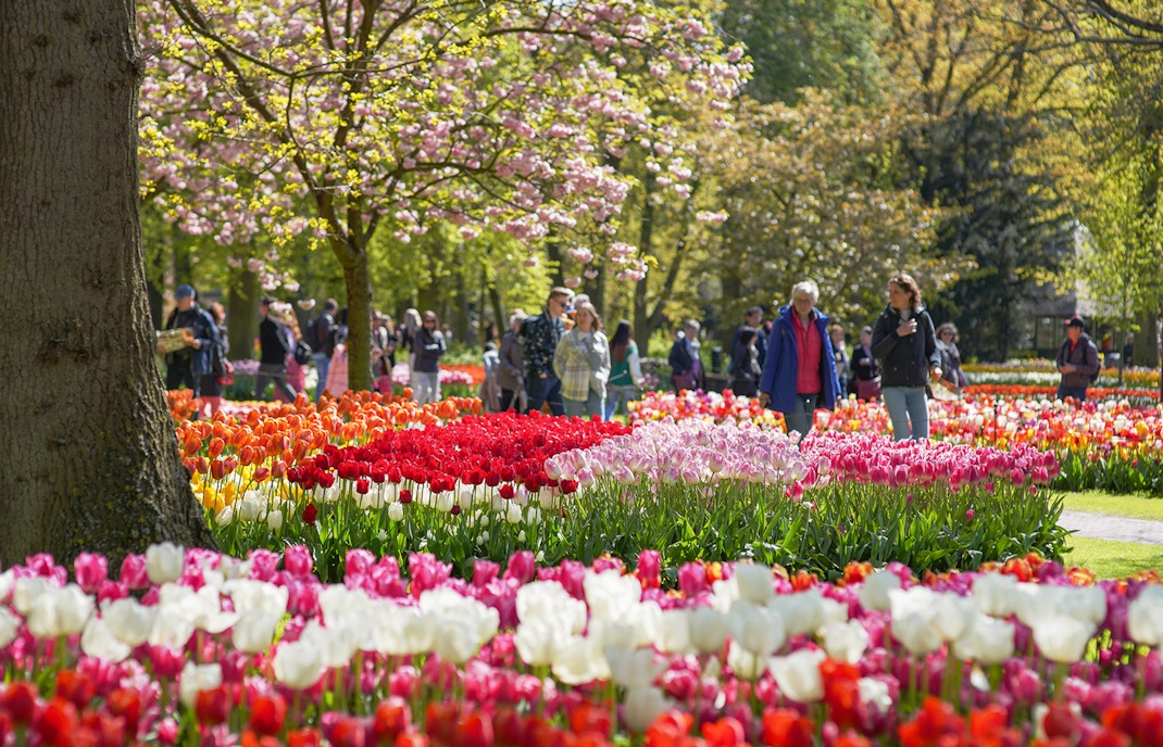 jardines de keukenhof