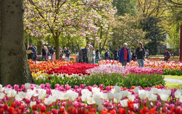 Visitors walking among colorful tulip beds inside Keukenhof Gardens, Amsterdam.