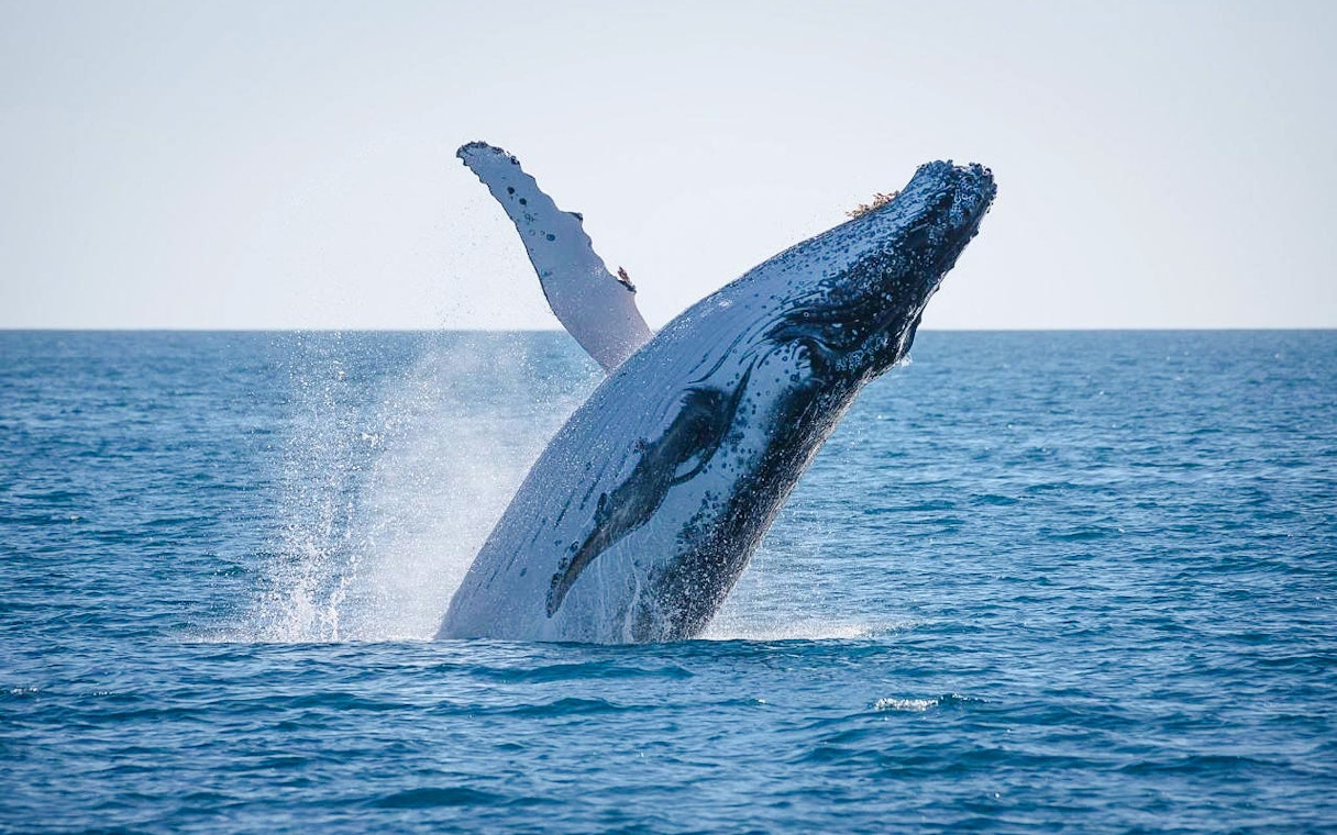 Humpback whale breaching during a whale-watching tour in Hervey Bay.