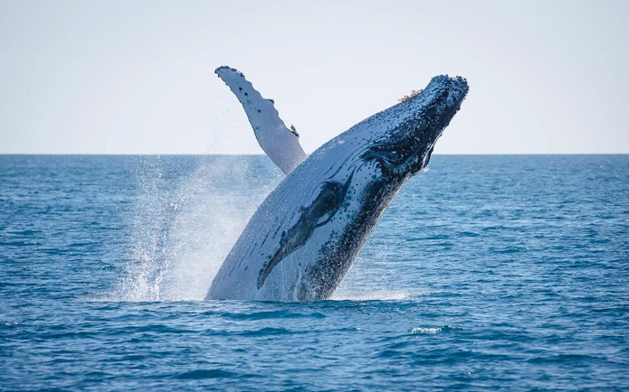 Humpback whale breaching during a whale-watching tour in Hervey Bay.