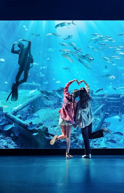 Diver and visitors at S.E.A Aquarium Singapore viewing fish and shipwreck exhibit.