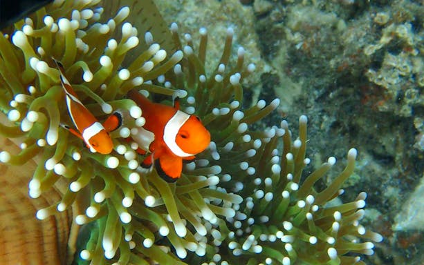 Clownfish swimming among sea anemones in Kawa Kawa River.