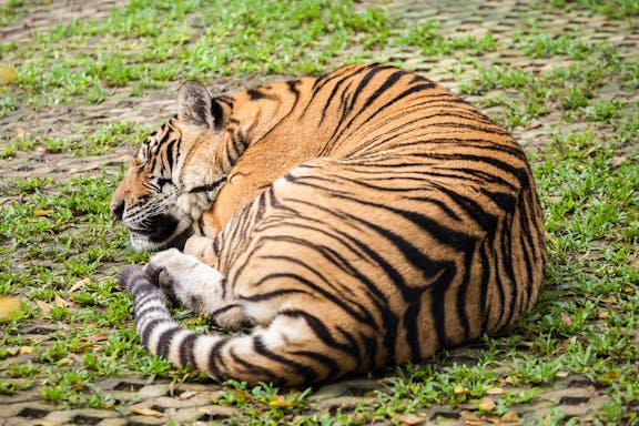 tiger kingdom tickets with private transfers-9