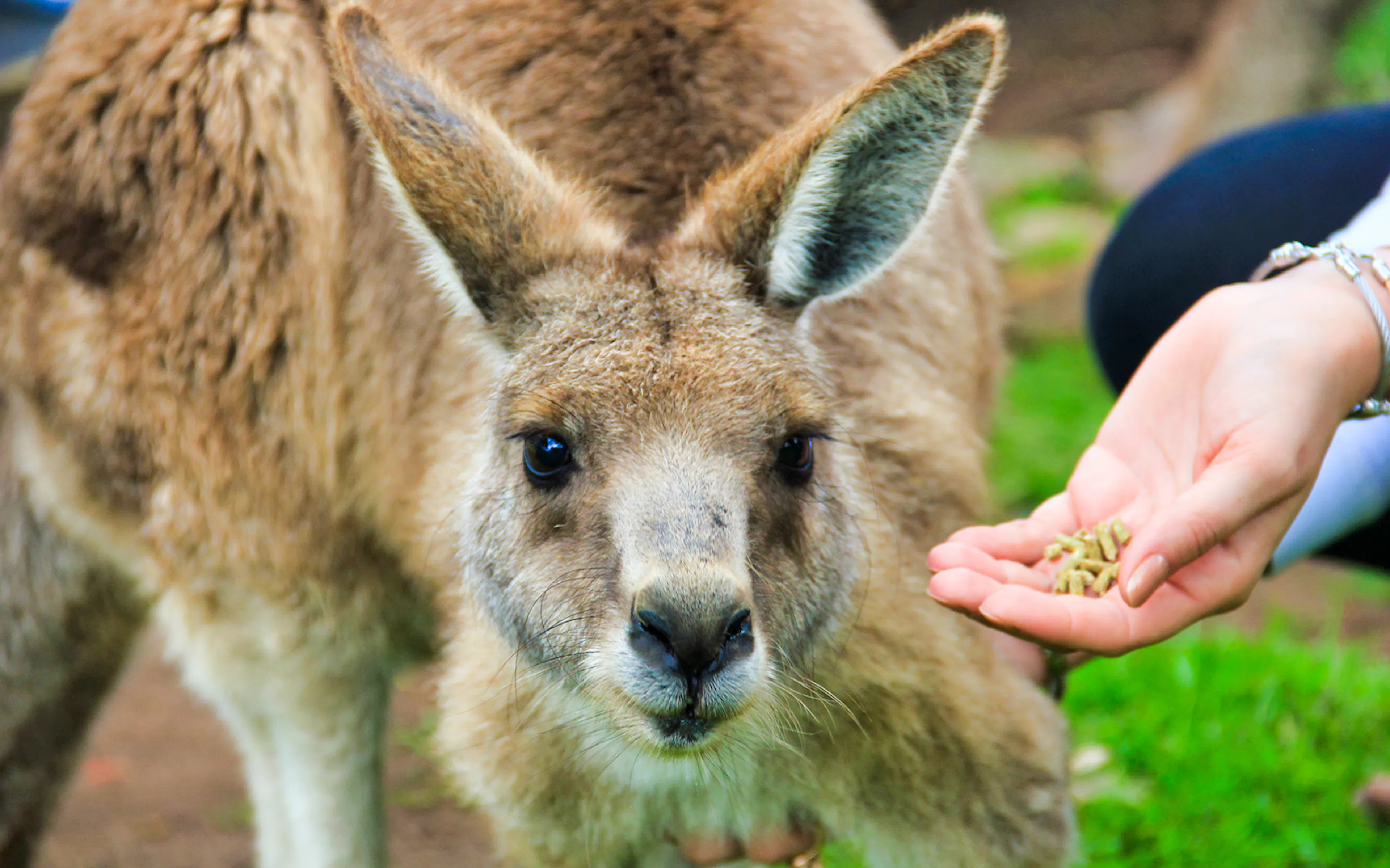 Kangaroo being fed at Moonlit Sanctuary, Melbourne.