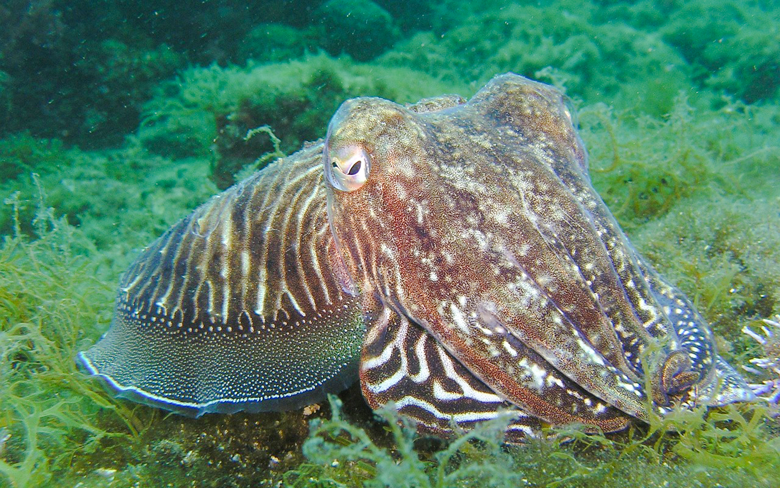 Common cuttlefish swimming near seaweed in Saint-Jean-Cap-Ferrat, Nice, France.