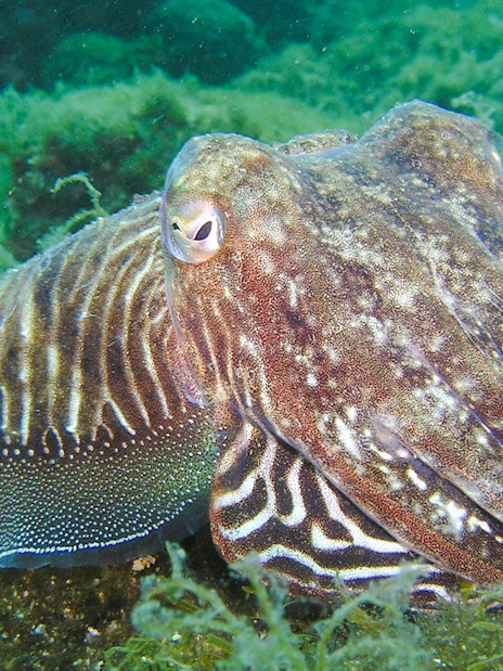 Common cuttlefish swimming near seaweed in Saint-Jean-Cap-Ferrat, Nice, France.