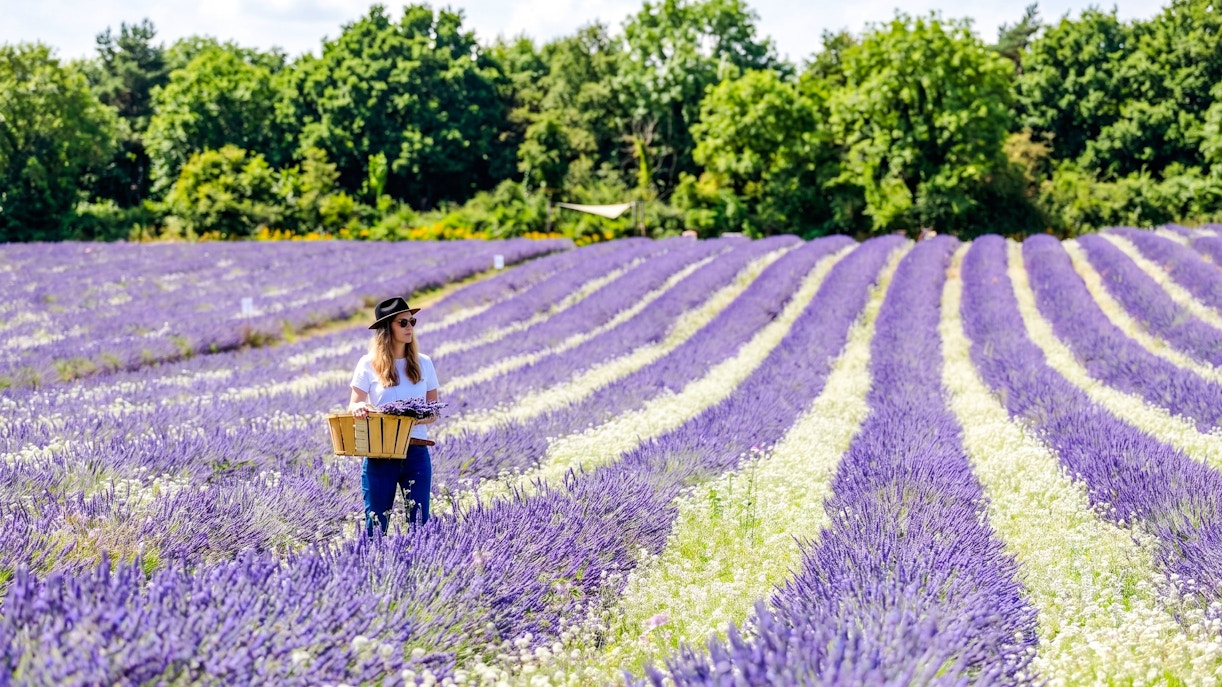 Person walking through lavender fields at Terre Ugo, Provence, carrying a basket.