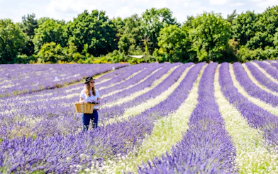 Person walking through lavender fields at Terre Ugo, Provence, carrying a basket.