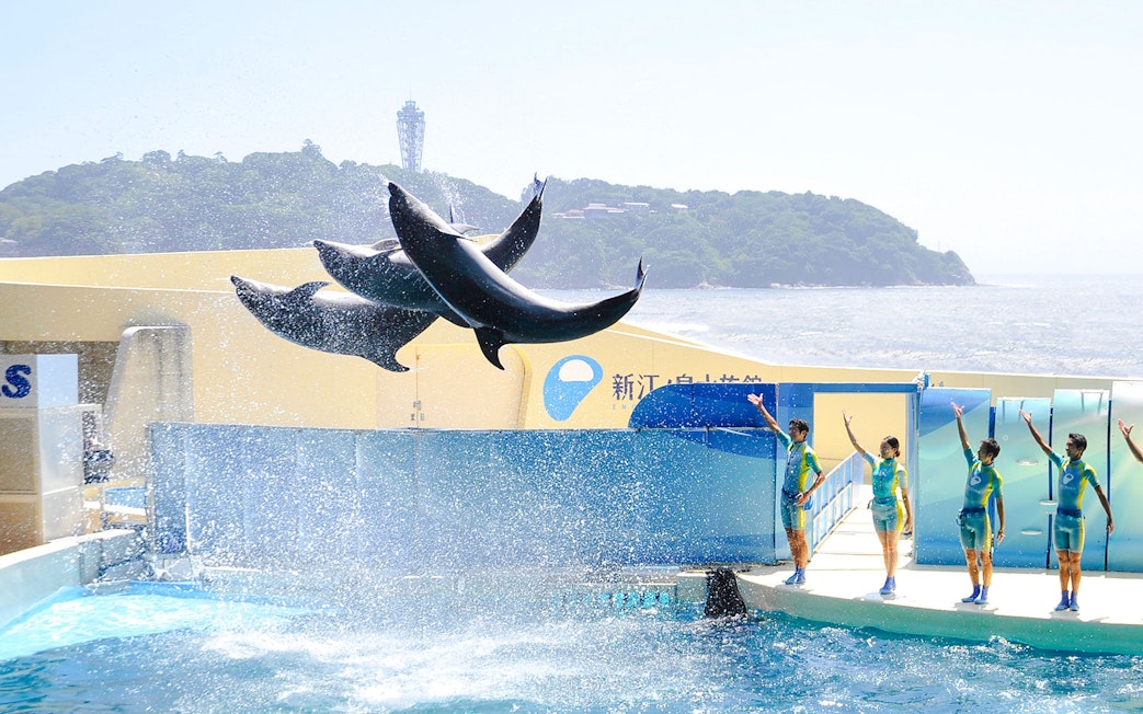 Dolphins performing mid-air at Enoshima Aquarium with trainers in the background.