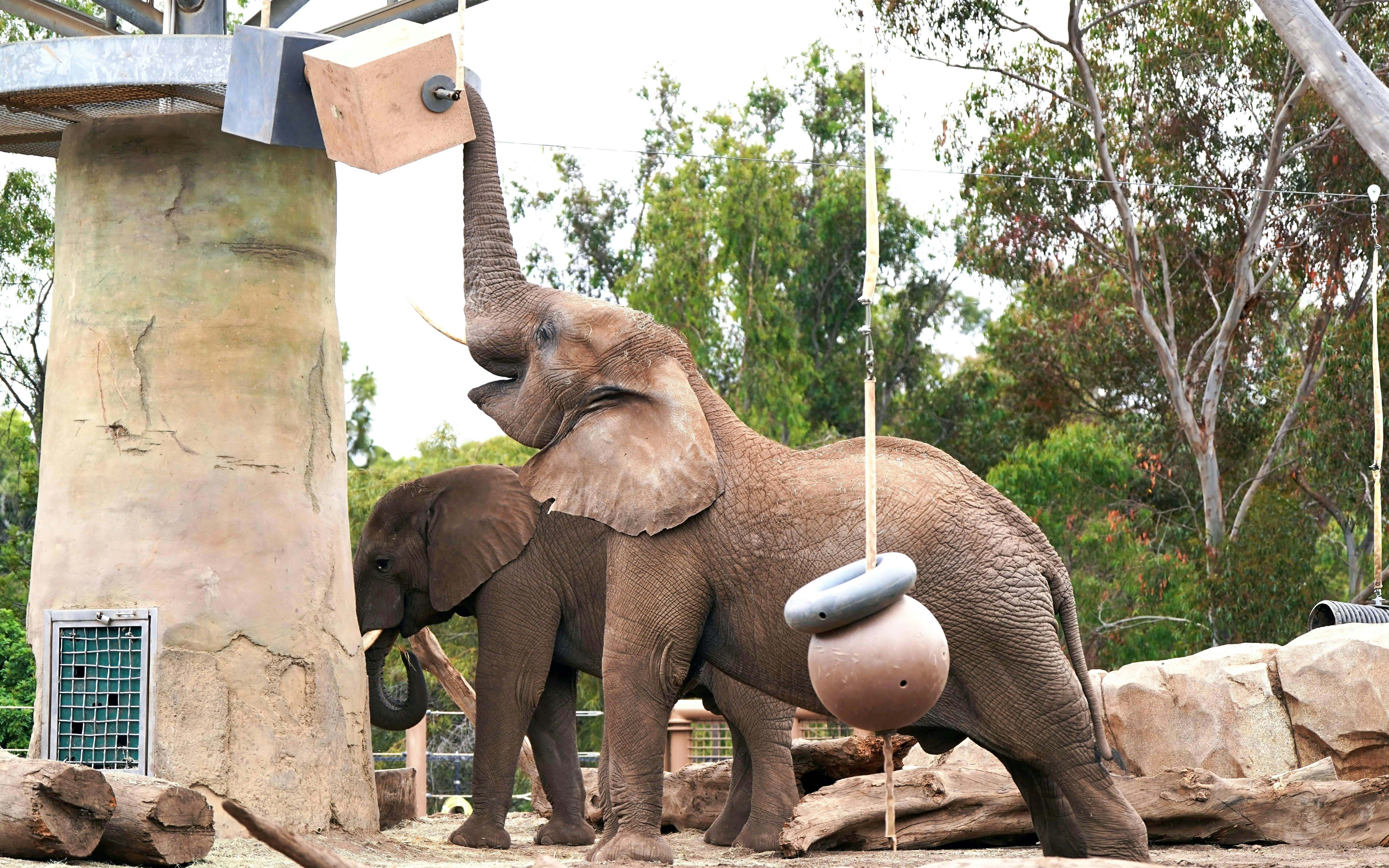 Elephants interacting with enrichment activities at San Diego Zoo, California.