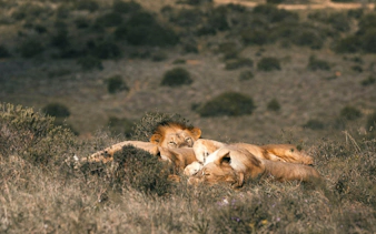 aquila private game reserve: early morning safari drive with big 5 viewing and breakfast-1