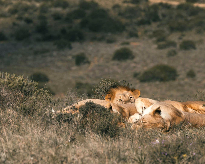 From Cape Town: Aquila Big 5 Safari Day Tour with Private Transfers, Meals, and Wine Tasting