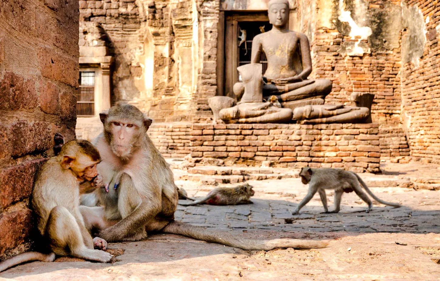 ab bangkok: kleingruppentour zum historischen park von ayutthaya und zum affentempel von lopburi-6