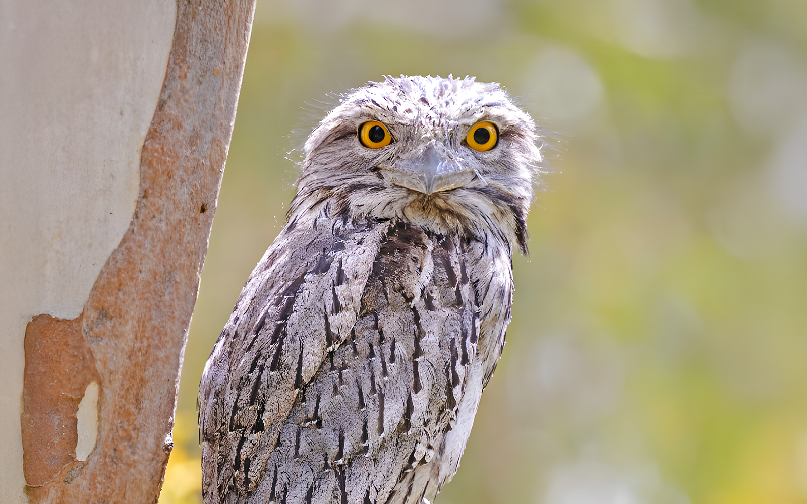 Frogmouth bird on Twilight Trail at Dreamworld, Gold Coast.