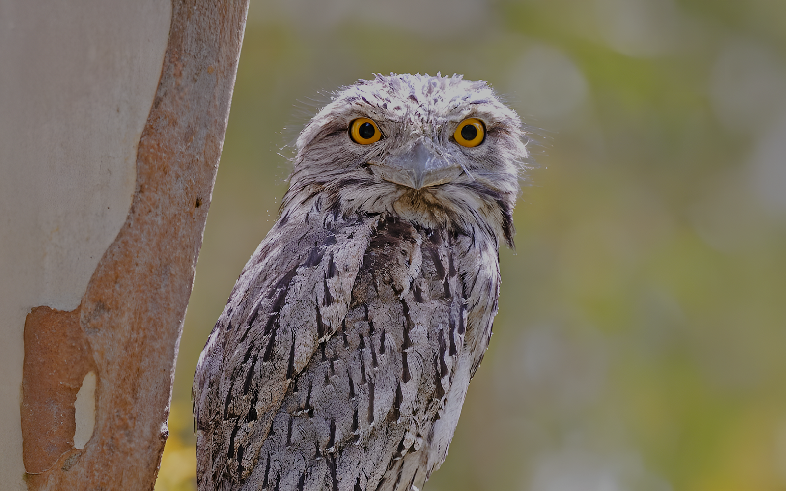 Frogmouth bird on Twilight Trail at Dreamworld, Gold Coast.