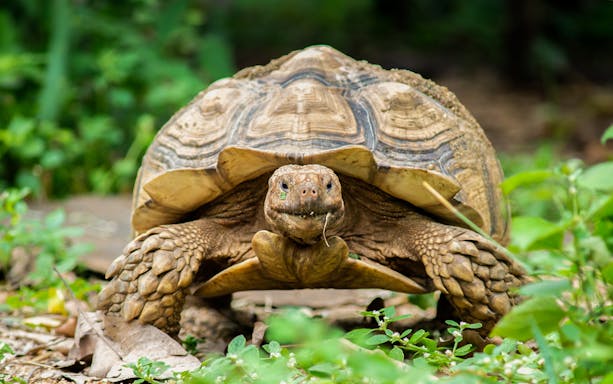 Tortoise walking through greenery at Monster Aquarium.
