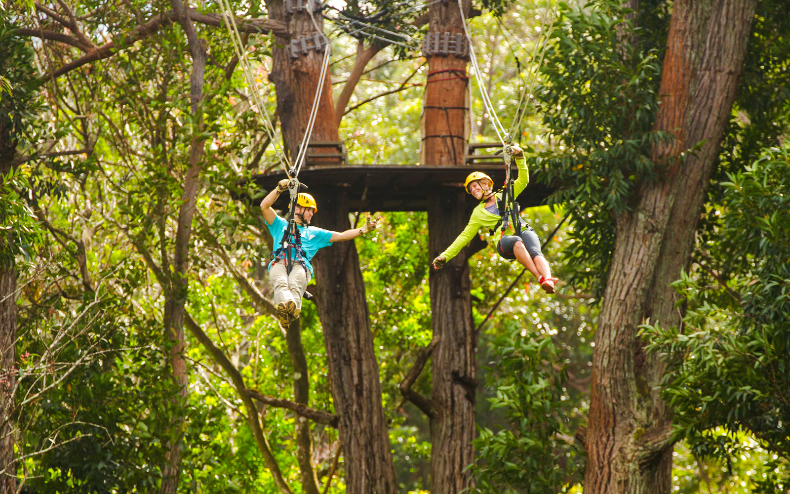Guests zip lining through trees on Kohala Canopy Adventure in Hawaii.