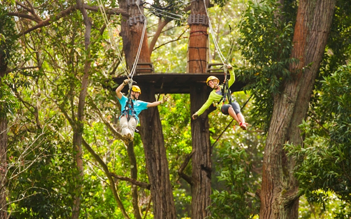 Guests zip lining through trees on Kohala Canopy Adventure in Hawaii.