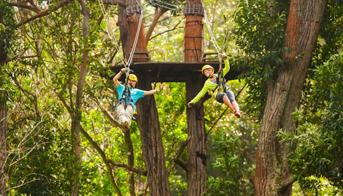 Guests zip lining through trees on Kohala Canopy Adventure in Hawaii.