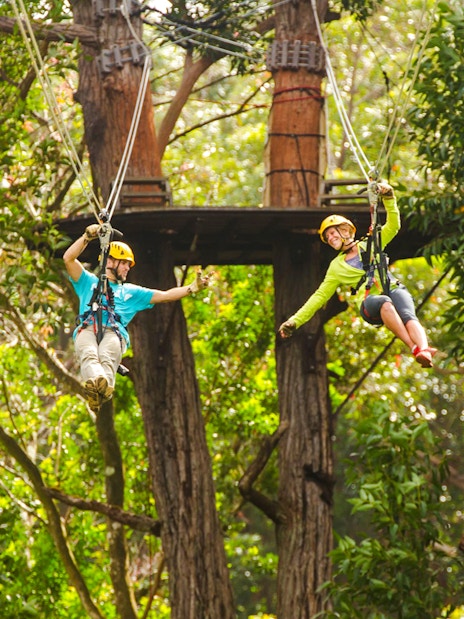 Guests zip lining through trees on Kohala Canopy Adventure in Hawaii.