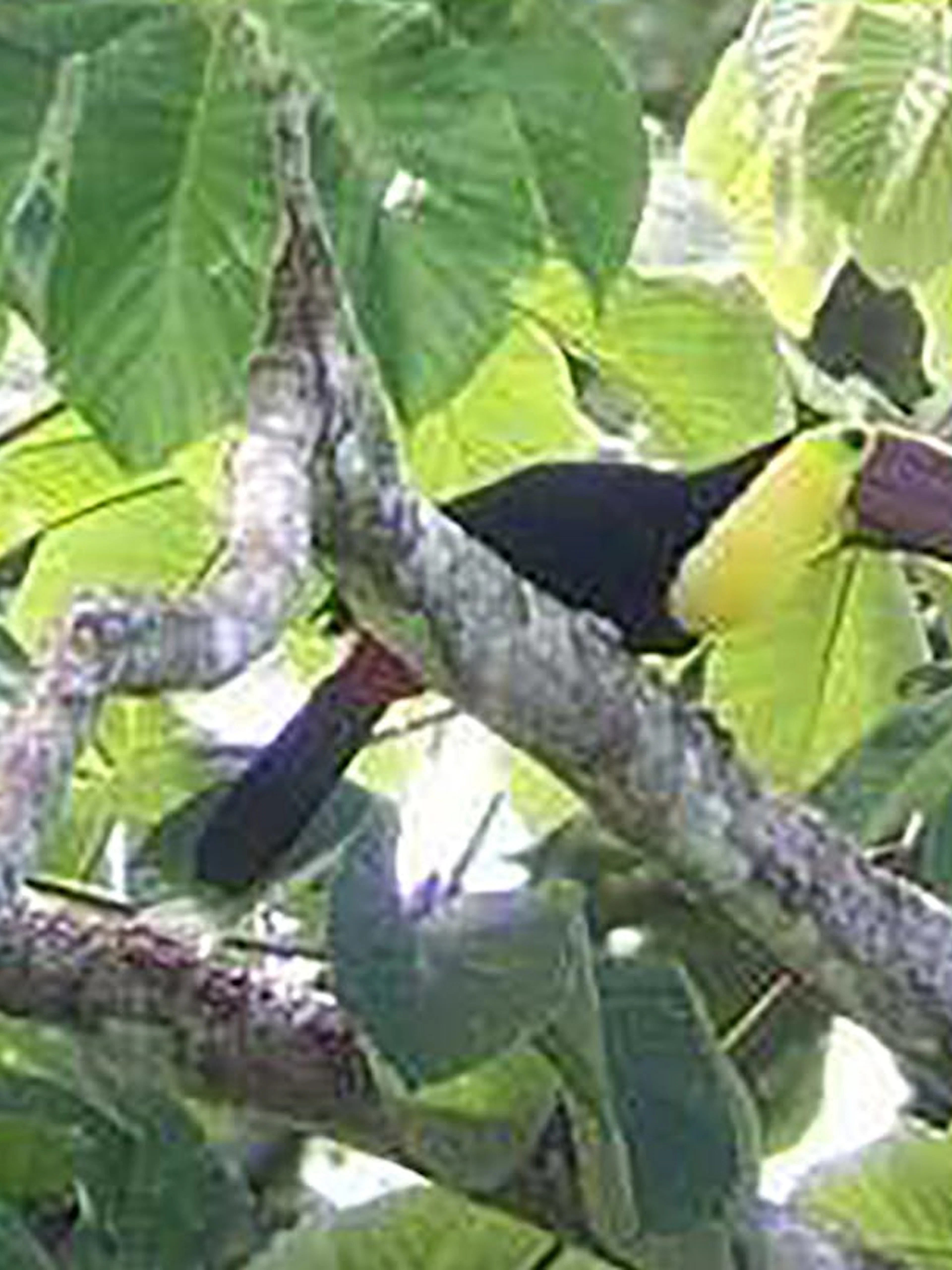 Toucan perched in Damas Island mangrove, Costa Rica.