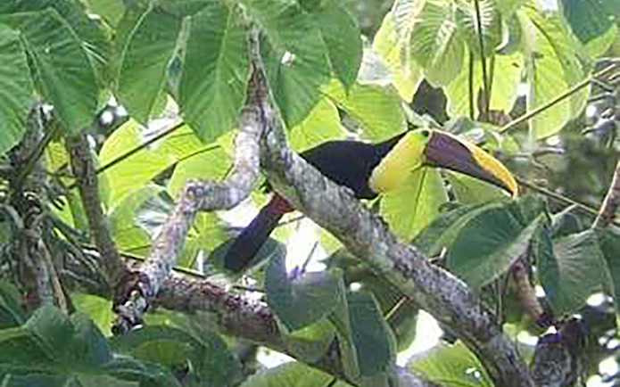 Toucan perched in Damas Island mangrove, Costa Rica.