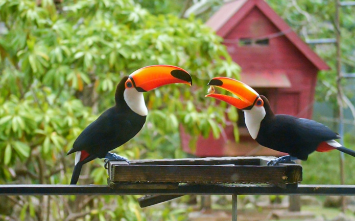 Toucans at feeding station in Okinawa Neo Park.