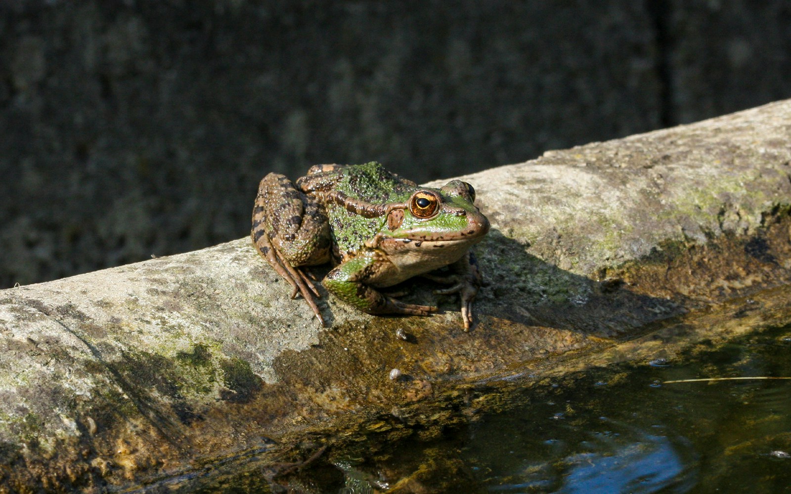 Iberian waterfrog on a stone ledge at Barcelona Zoo.