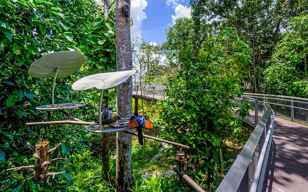 Birds feeding at a station surrounded by lush greenery at Bird Paradise, Singapore.