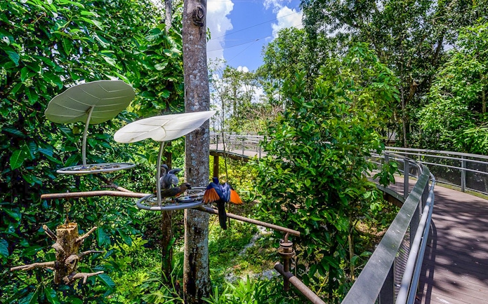 Birds feeding at a station surrounded by lush greenery at Bird Paradise, Singapore.