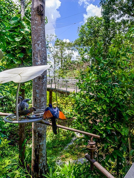 Birds feeding at a station surrounded by lush greenery at Bird Paradise, Singapore.